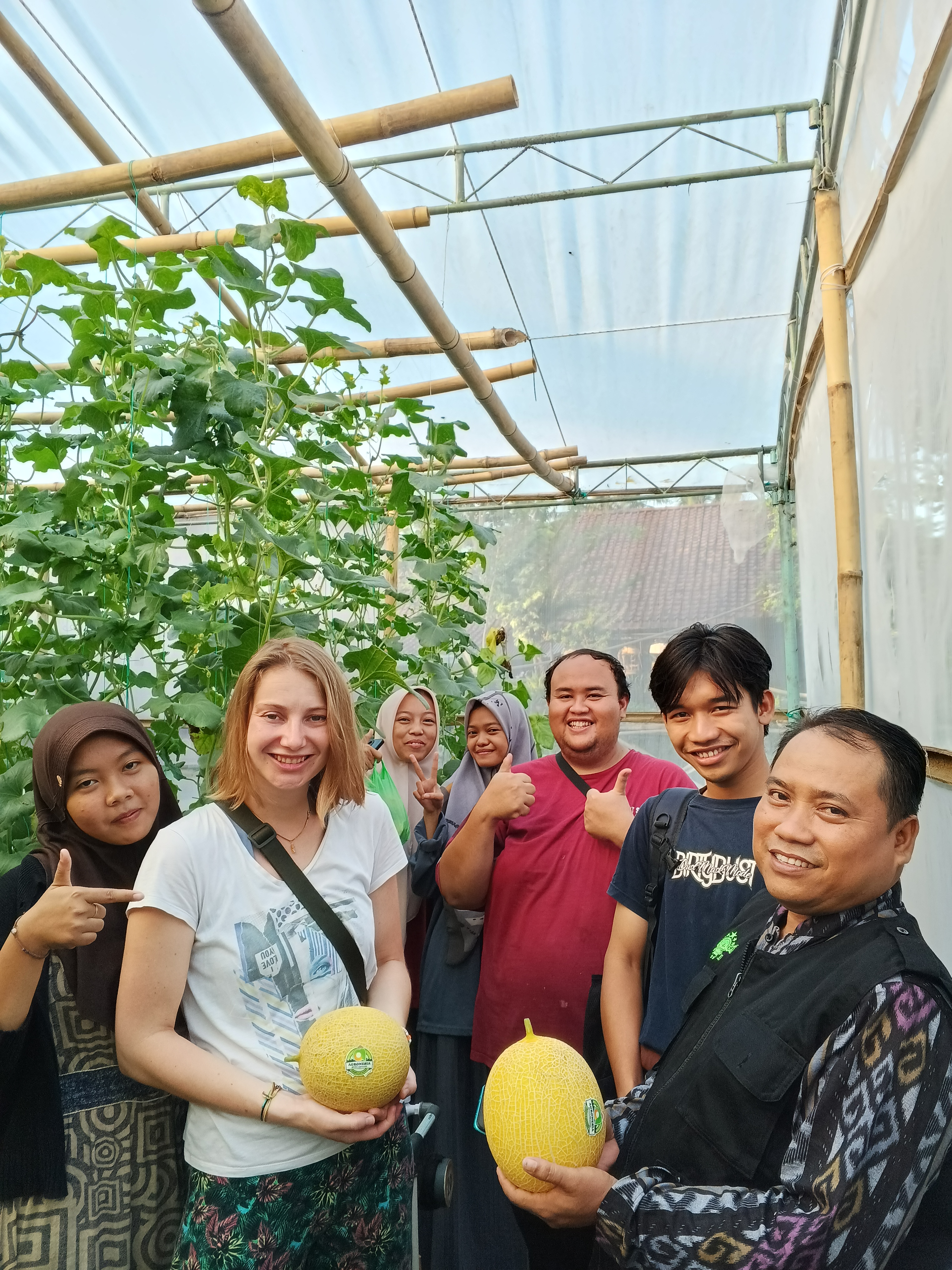 mengunjungi kebun melon